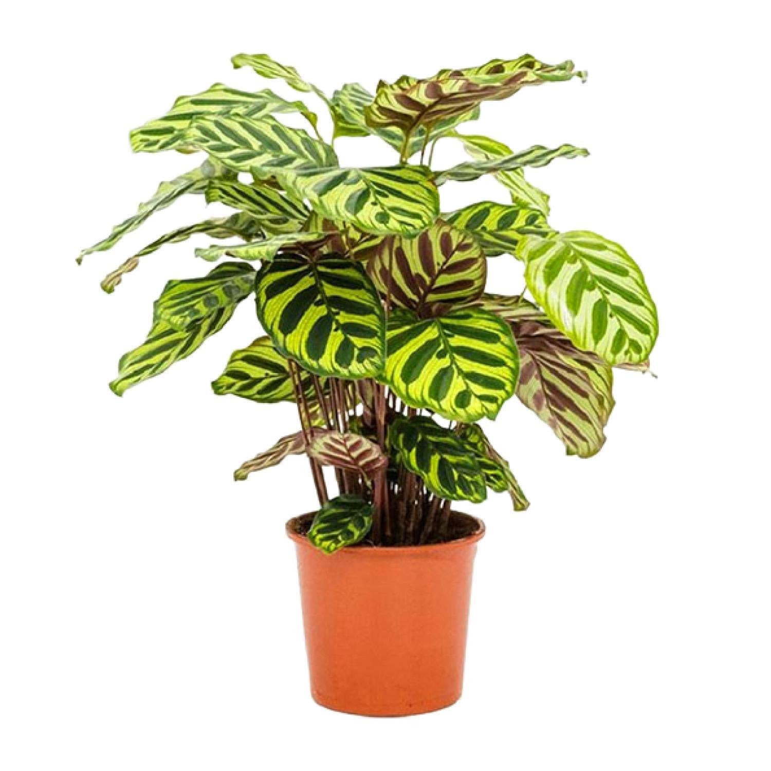 Calathea Makoyana - Ø14cm - ↕45cm