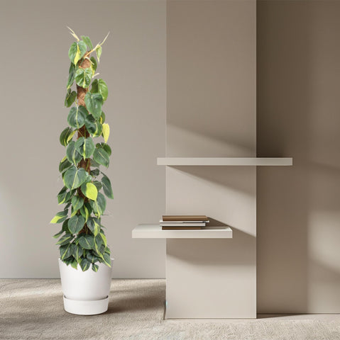 Philodendron Scandens Brasil Moosstock - 150 cm - ø27