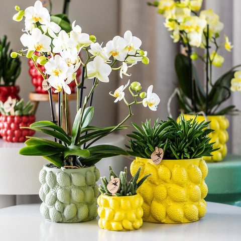 Kolibri Orchids | gelbe Phalaenopsis-Orchidee - Mexiko + Citrus-Ziertopf grün - Topfgröße Ø9cm - 40cm hoch | blühende Zimmerpflanze im Blumentopf - frisch vom Züchter