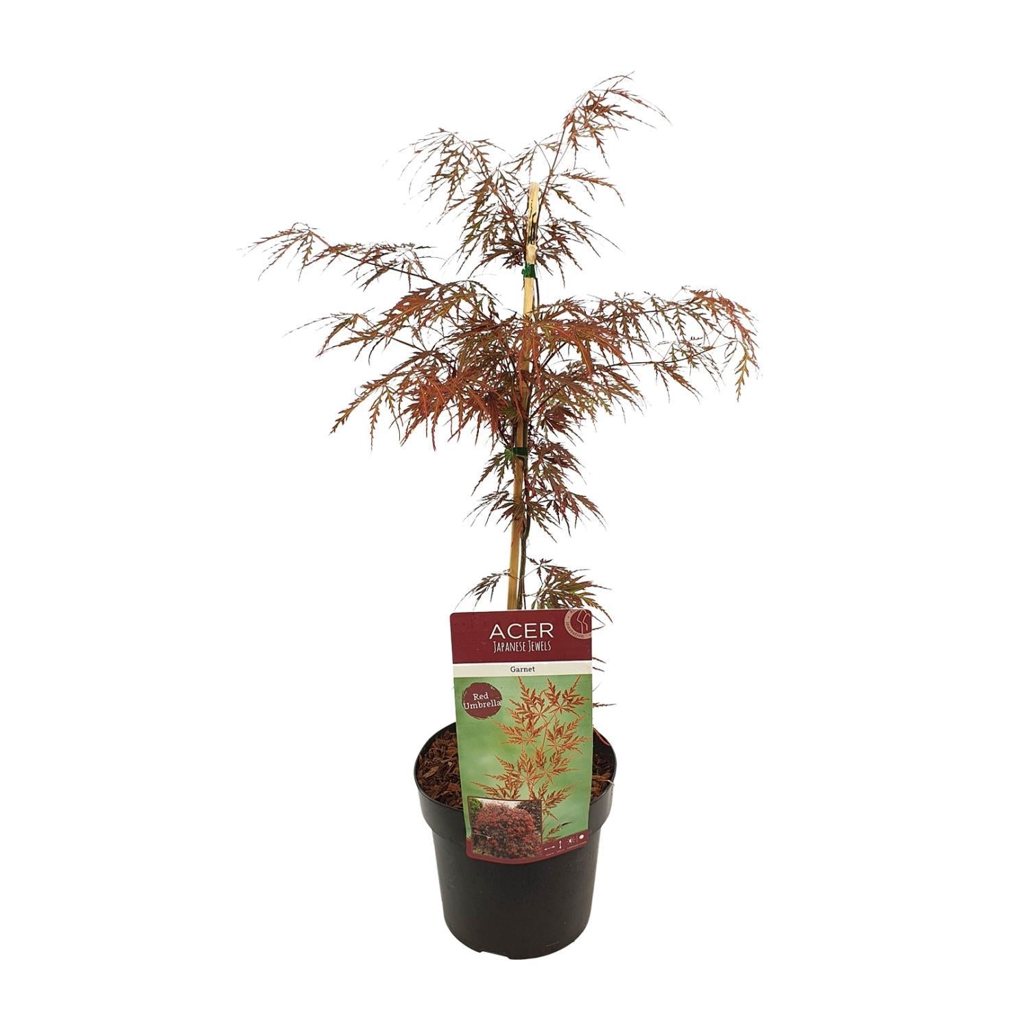 Acer Palmatum 'Garnet' - ↨40cm - Ø19cm