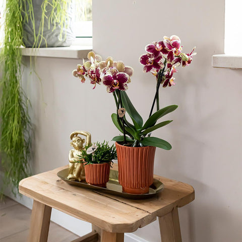 Kolibri Company - Set aus gelber roter Orchidee und Rhipsalis auf Goldtablett