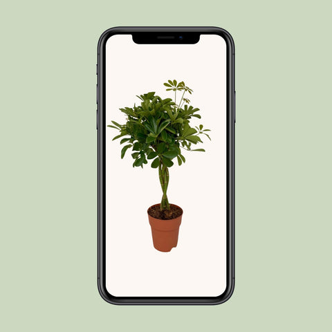 Schefflera Compacta - Ø19cm - ↕80cm