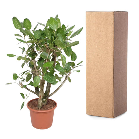 Ficus Benghalensis verzweigt - 140 cm - ø40