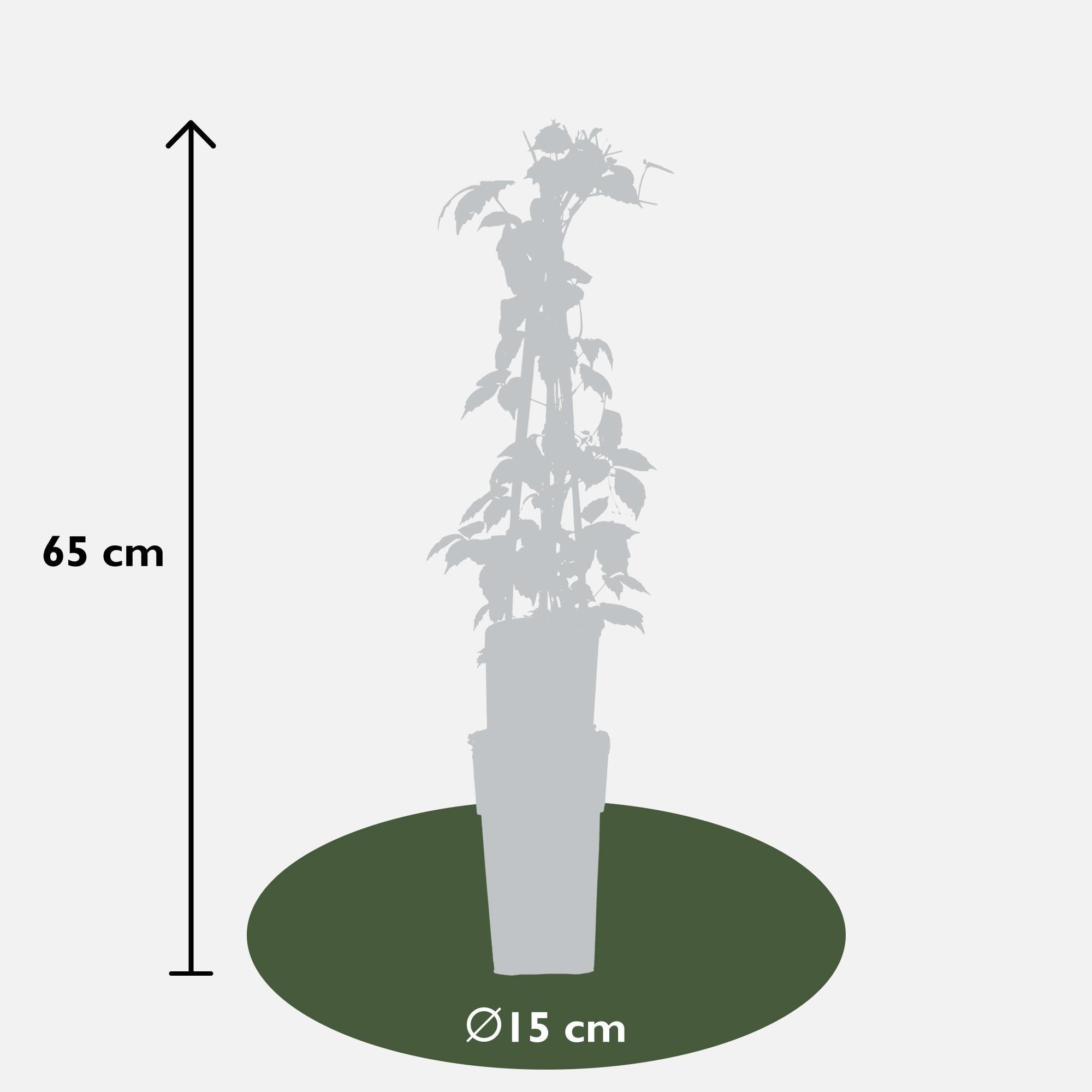 3x - Parthenocissus tricuspidata 'Veitch Boskoop' - ↨65cm - Ø15