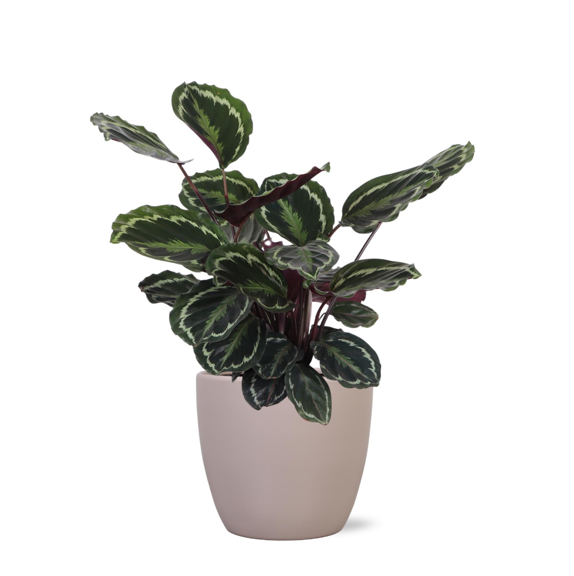 Calathea Medaillon Ø21cm - ↕70cm in Boule Taupe Topf