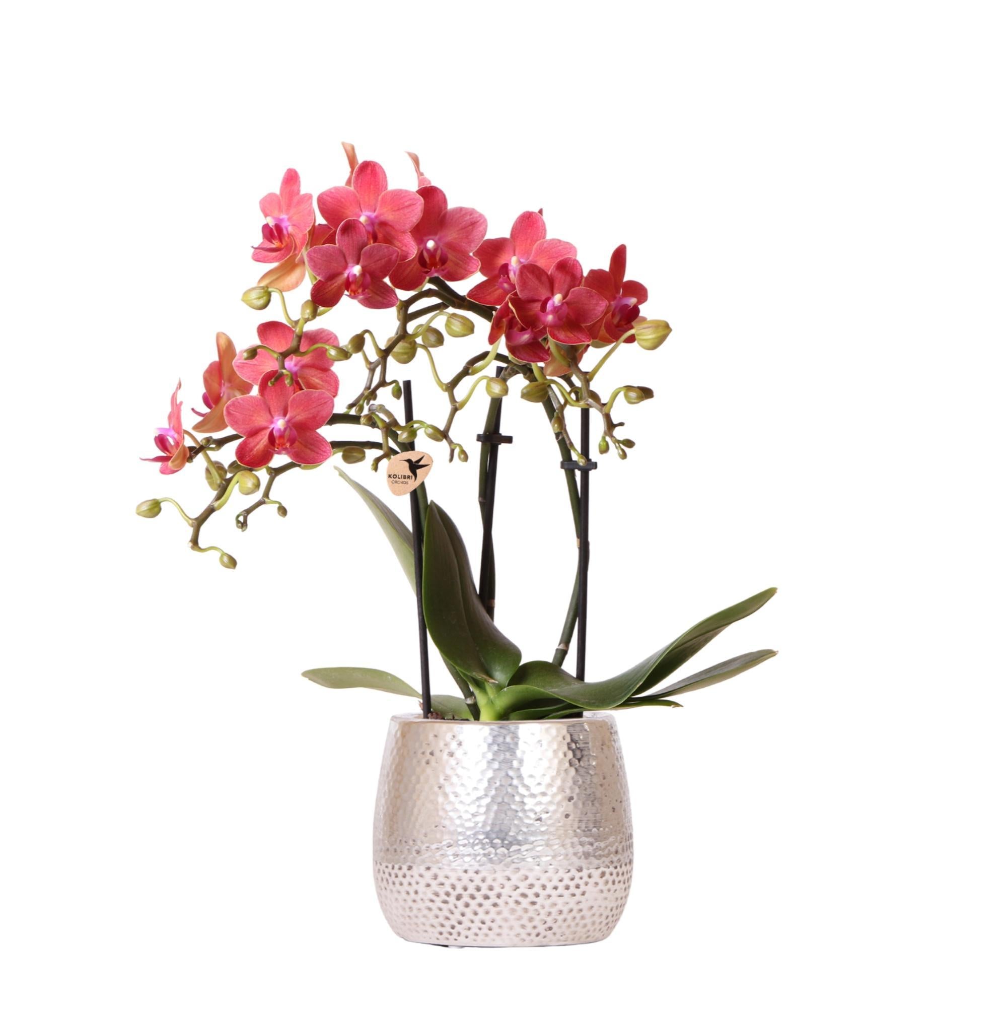 Kolibri Orchids | rote Phalaenopsis Orchidee - Congo + Elite Topf silber - Topfgröße Ø9cm - 40cm hoch | blühende Zimmerpflanze im Blumentopf - frisch vom Züchter