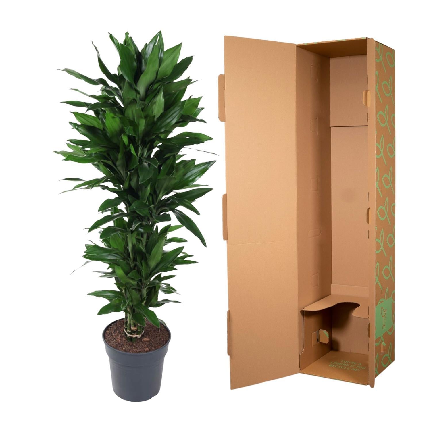 Dracaena Janet Lind verzweigt - 150 cm - ø31