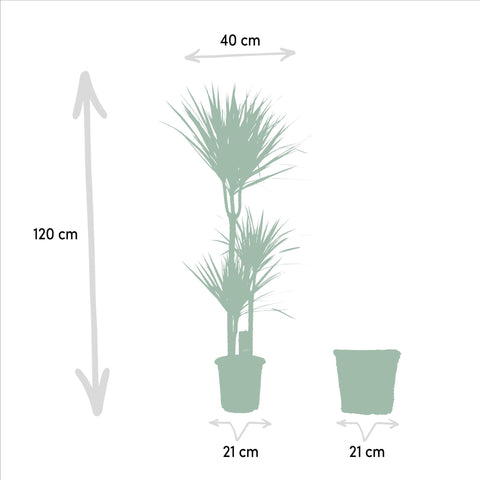 Dracaena mit Korb - ↨120cm - Ø21cm