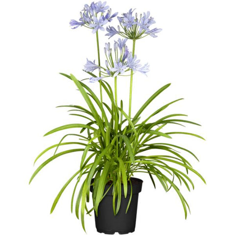 Agapanthus mit blauen Blumen