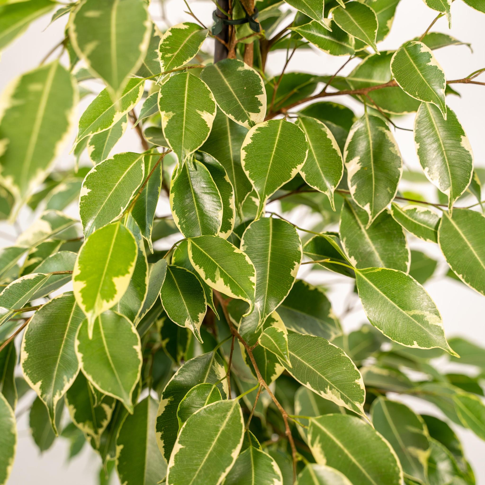 Ficus benjamina Goldenking - Ø21cm - ↕95cm + Topf Mayk Lead