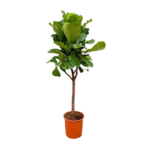 Ficus Lyrata Baum - 180cm - ⌀30