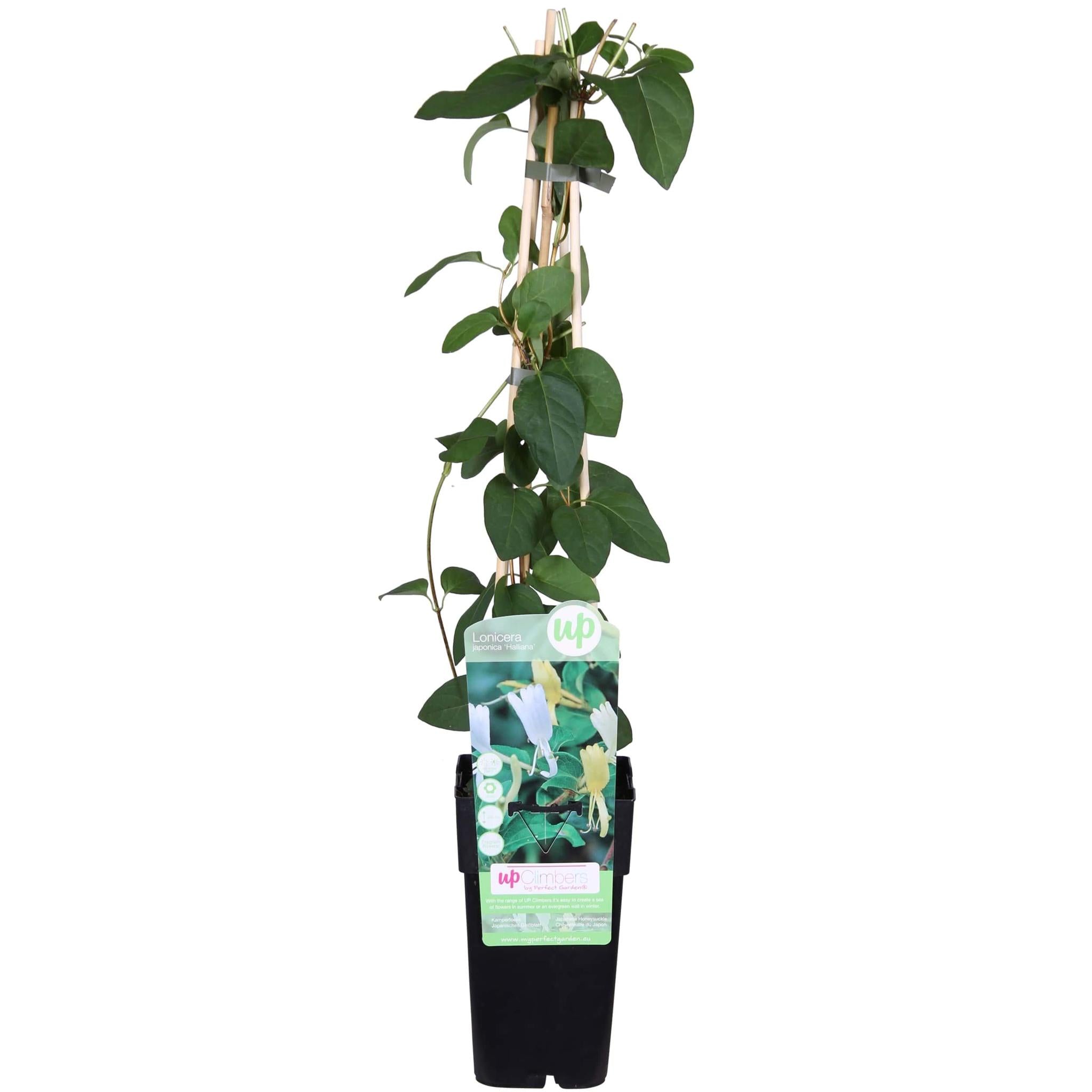 Lonicera japonica 'Halliana' - ↨65cm - Ø15