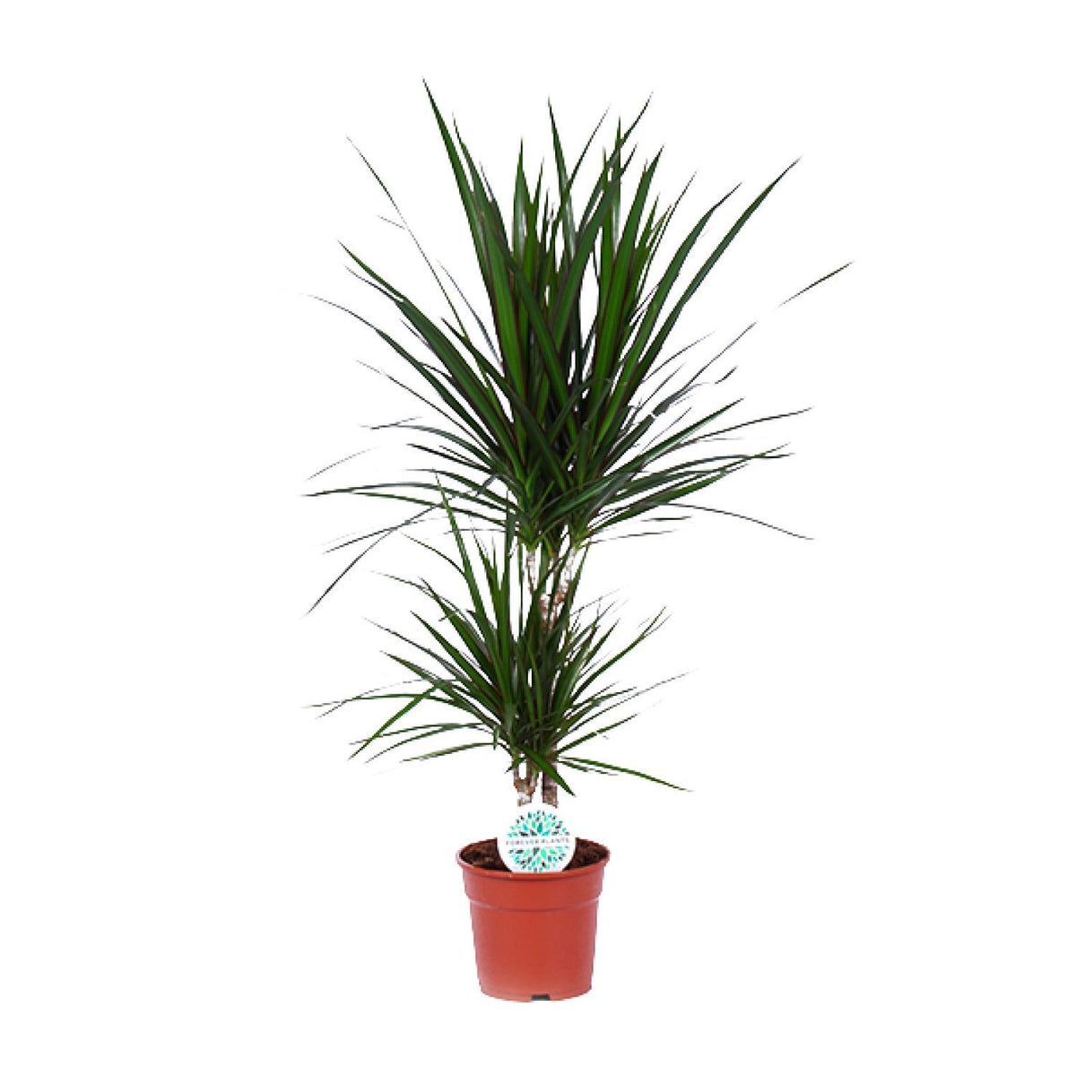 Dracaena Marginata - Ø17cm - ↕75cm