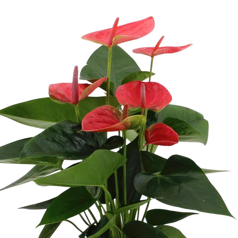 Anthurium Andreanum Sweet Dream inkl. PURE Zink - 45cm - Ø12