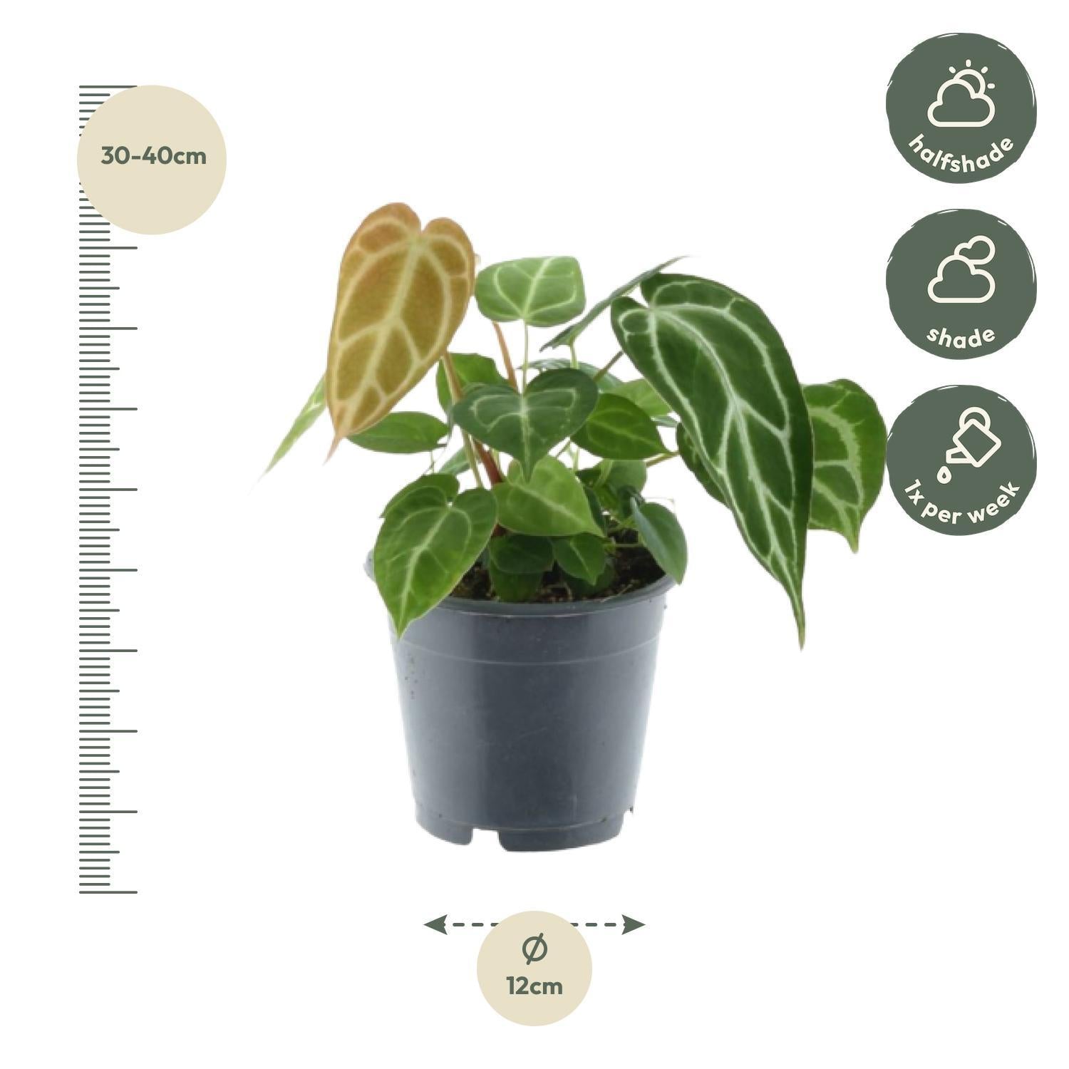 Grüne Mischung 3 Pflanzen - Monstera obliqua 'Monkey Leaf' - 25 cm - Ø12 - Philodendron Brandtianum - 35 cm - Ø12 - Anthurium Chrystallium - 35 cm - Ø12