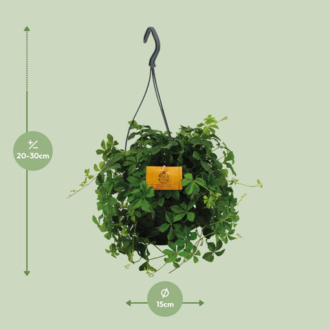 Parthenocissus Striatha Hang - Ø15cm - ↕15cm