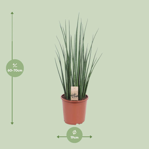 Sansevieria Mikado - Ø19cm - ↕70cm