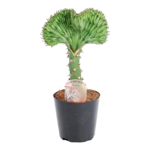 Euphorbia Lactea Cristata Grün - 35 cm - ø12