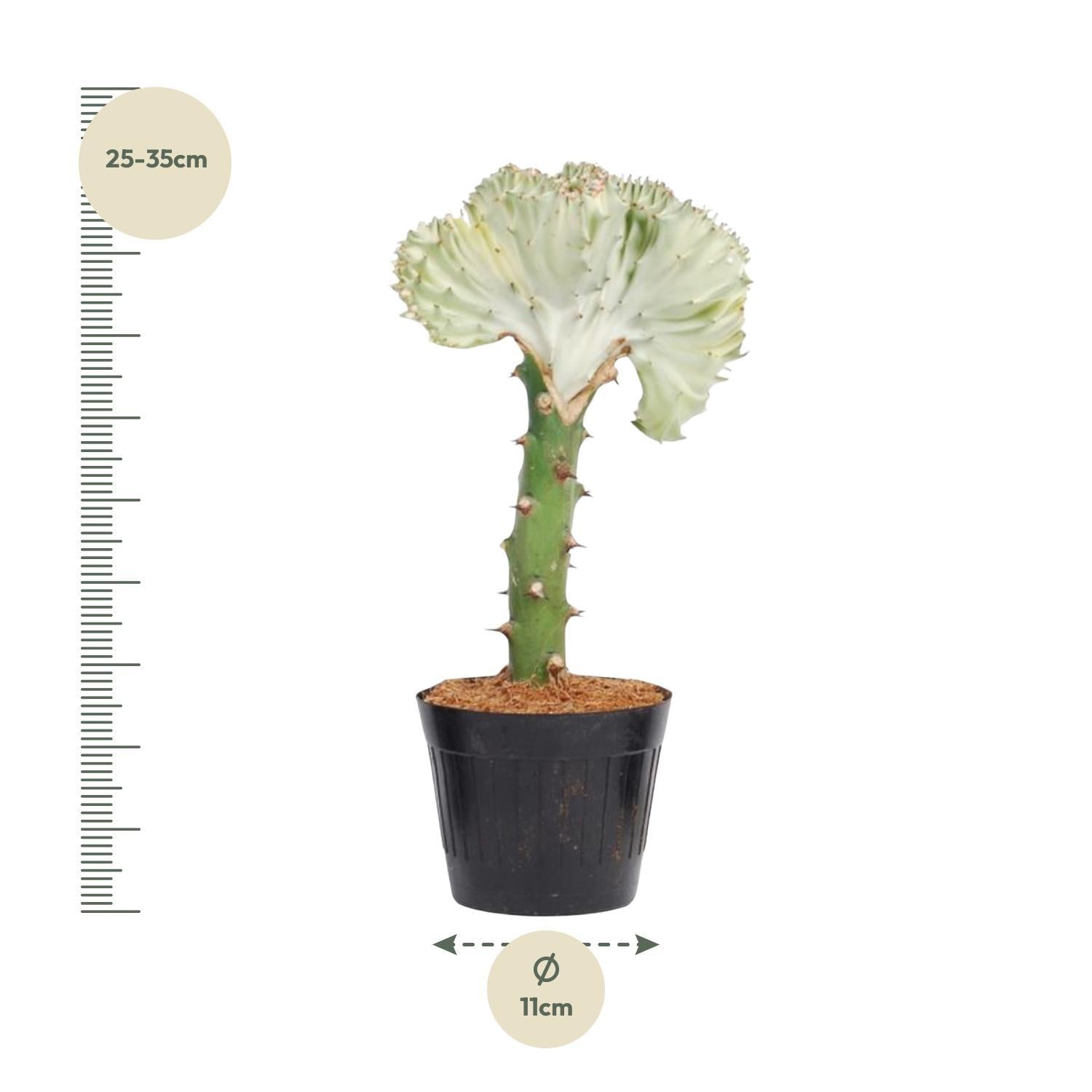 Euphorbia lactea Cristata Weiß - 30 cm - ø10,5