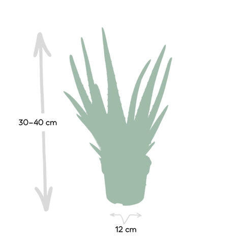 Aloe vera - Ø12 - ↨40cm