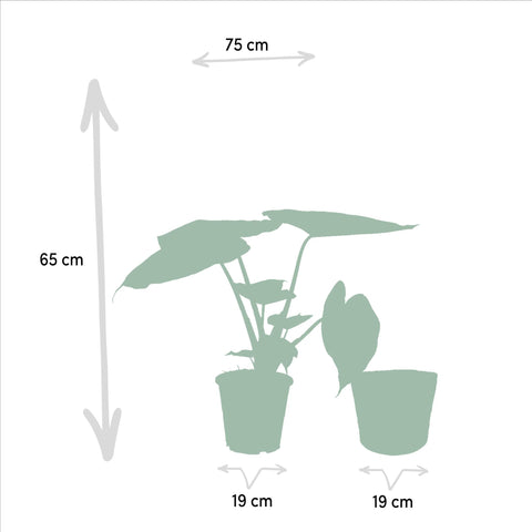 Alocasia Wentii - Ø19cm - ↕65cm + Korb Igmar