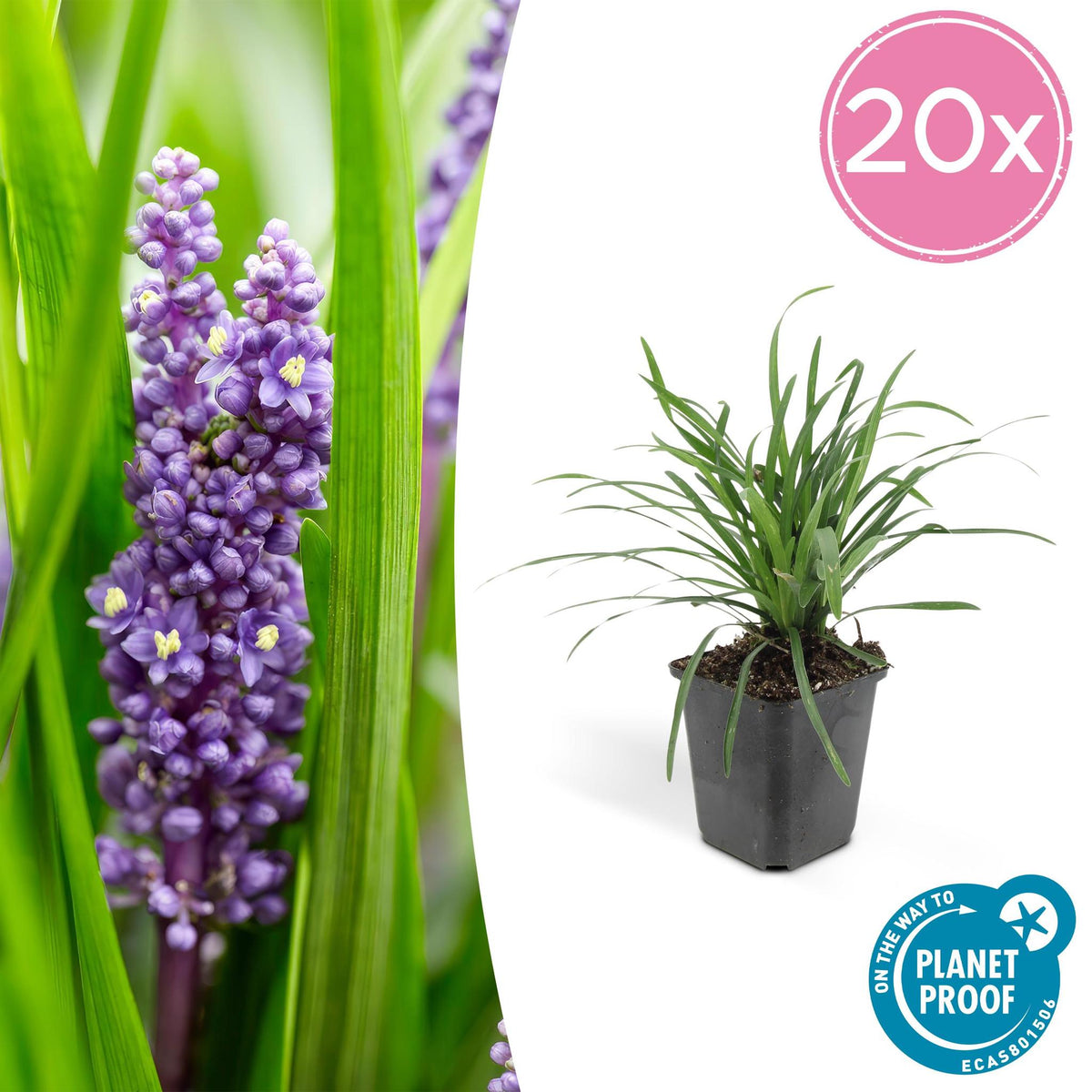 6x Liriope muscari 'Big Blue' - ↕10-25cm - Ø9cm - 20x