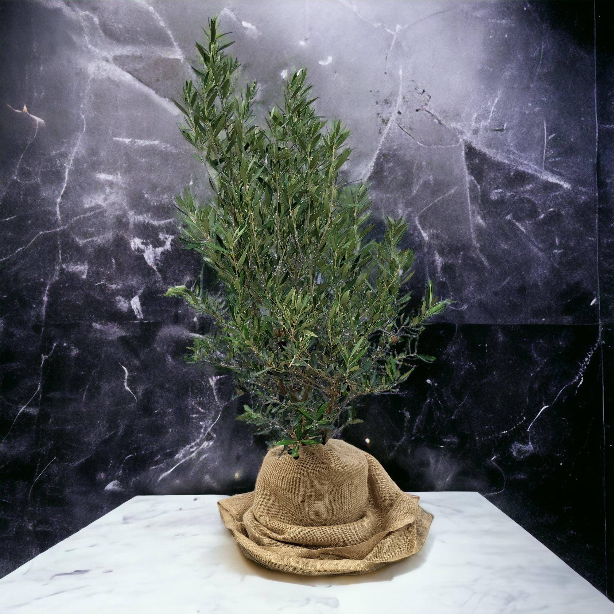 Olea europaea Busch 7,5 Liter, Olivenstrauch