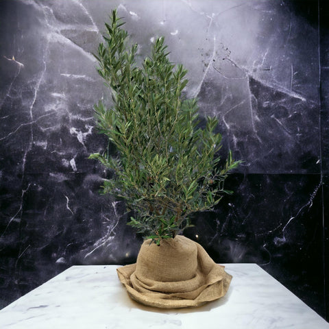 Olea europaea Busch 7,5 Liter, Olivenstrauch