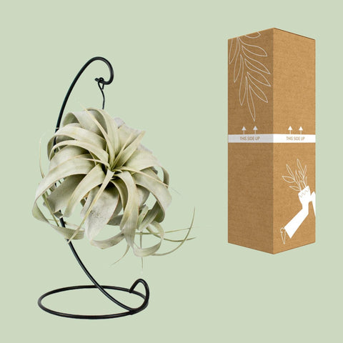 Tillandsia King Xero - Ø12cm - ↕23cm