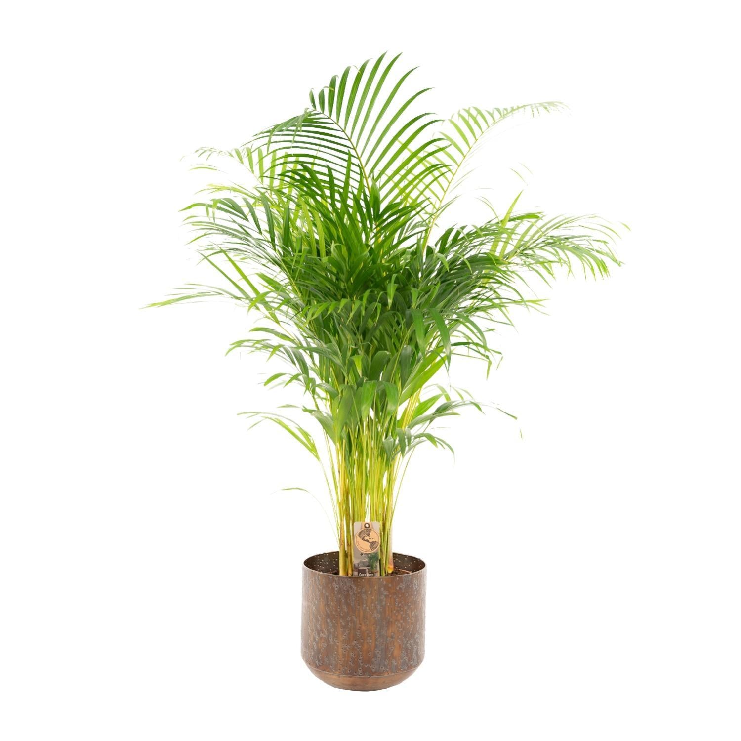 Areca-Palme mit Topf - ↨130cm - Ø24cm