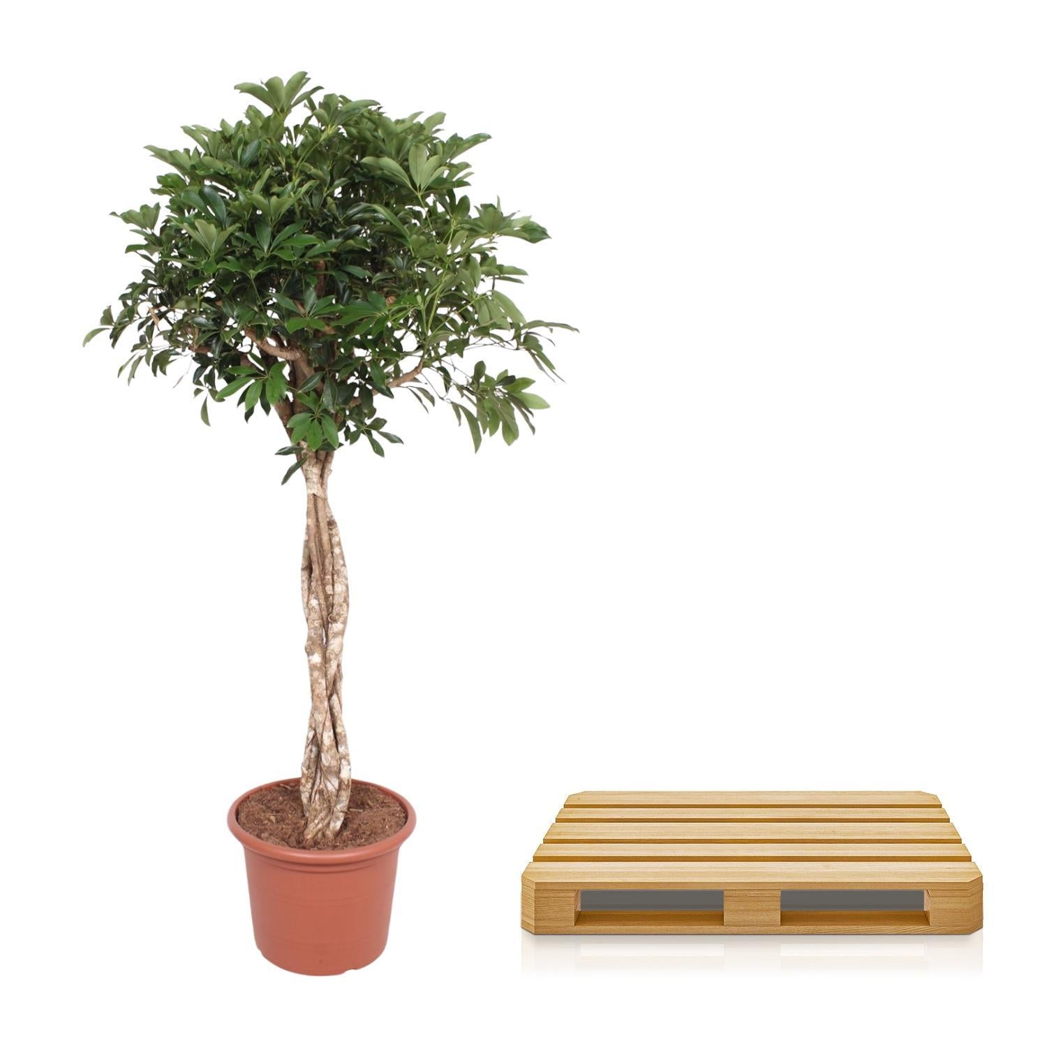 Schefflera Arboricola Compacta geflochtener Stamm - 180 cm - ø45