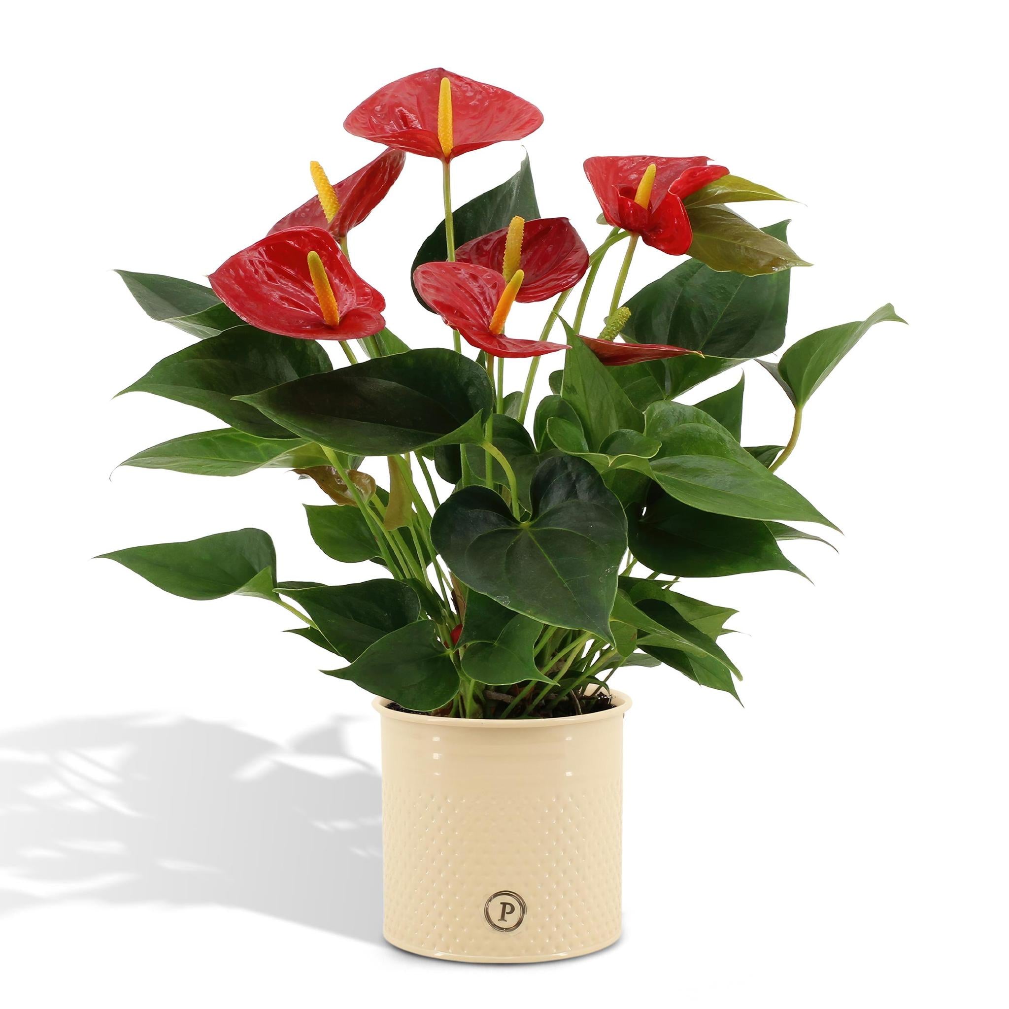 Anthurium Andreanum Diamond Red inkl. PURE Zink - 45cm - Ø12