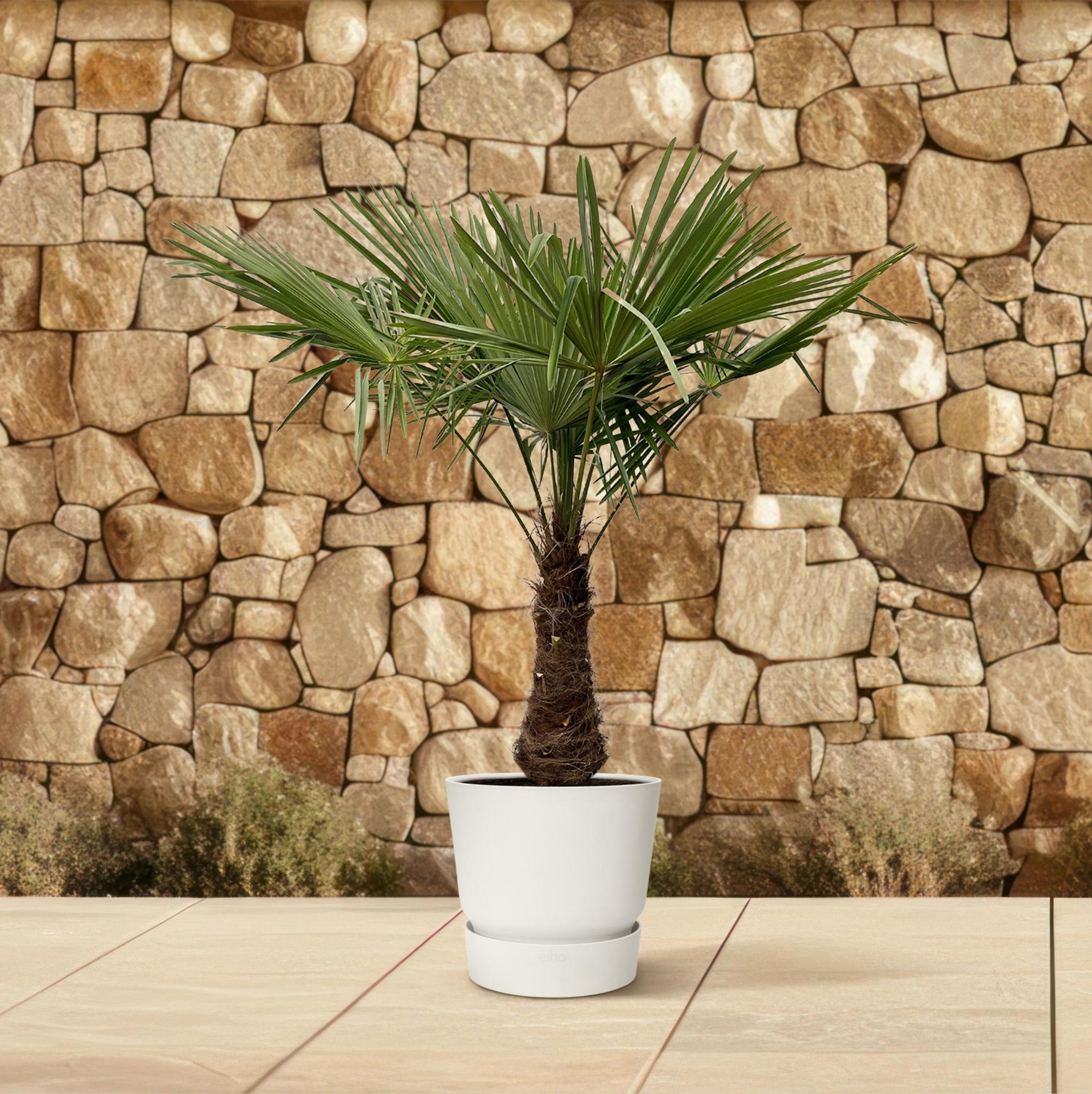 Trachycarpus - 235cm- Ø45