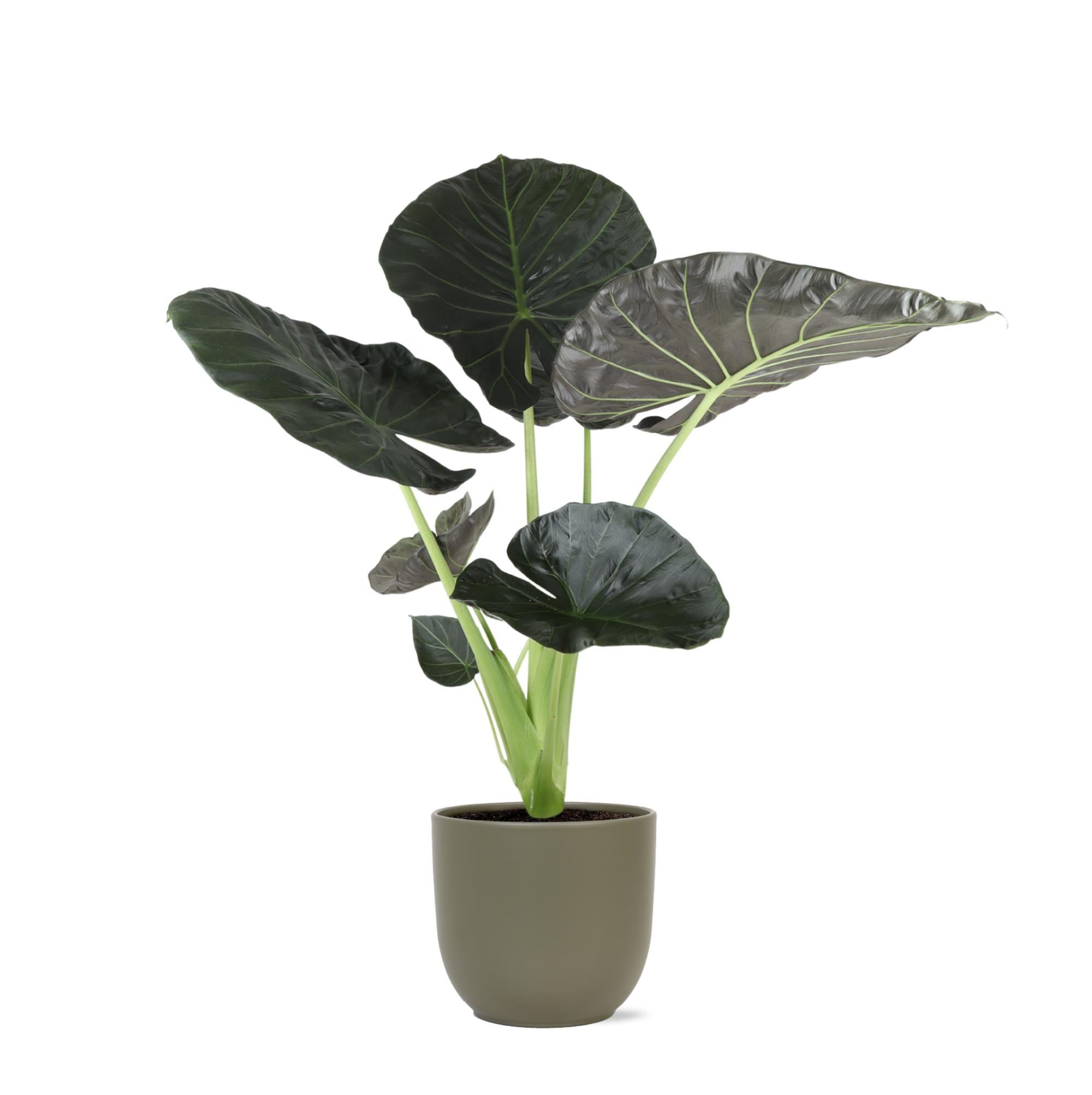 Alocasia Regal Shield Ø21cm - ↕100cm in Boule Olive Topf