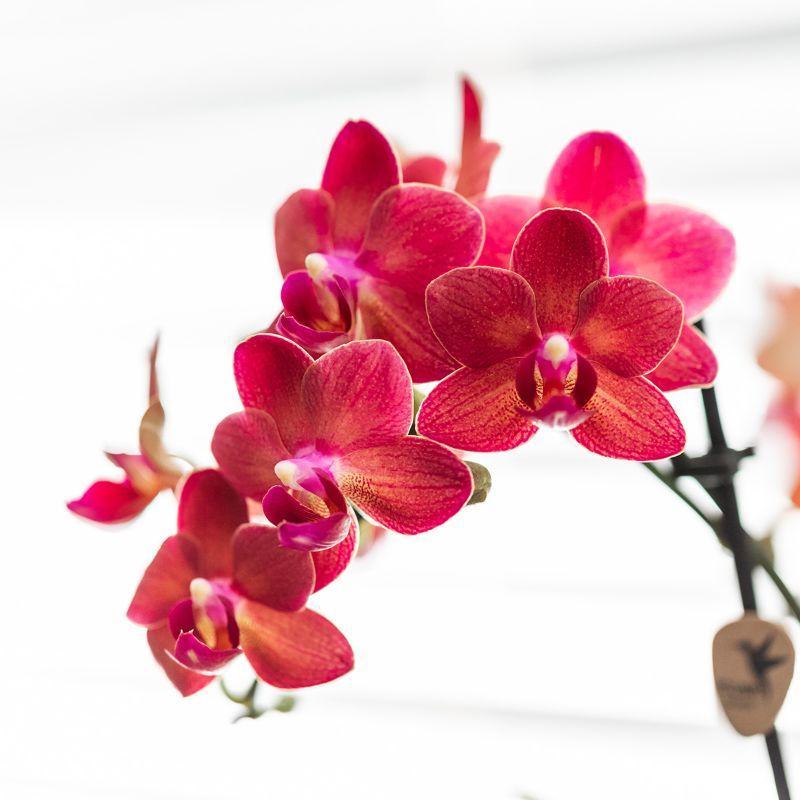 Kolibri Orchids | Rote Phalaenopsis Orchidee - Congo + Gummitopf Travertin - Topfgröße Ø9cm - 40cm hoch | blühende Zimmerpflanze im Blumentopf - frisch vom Züchter