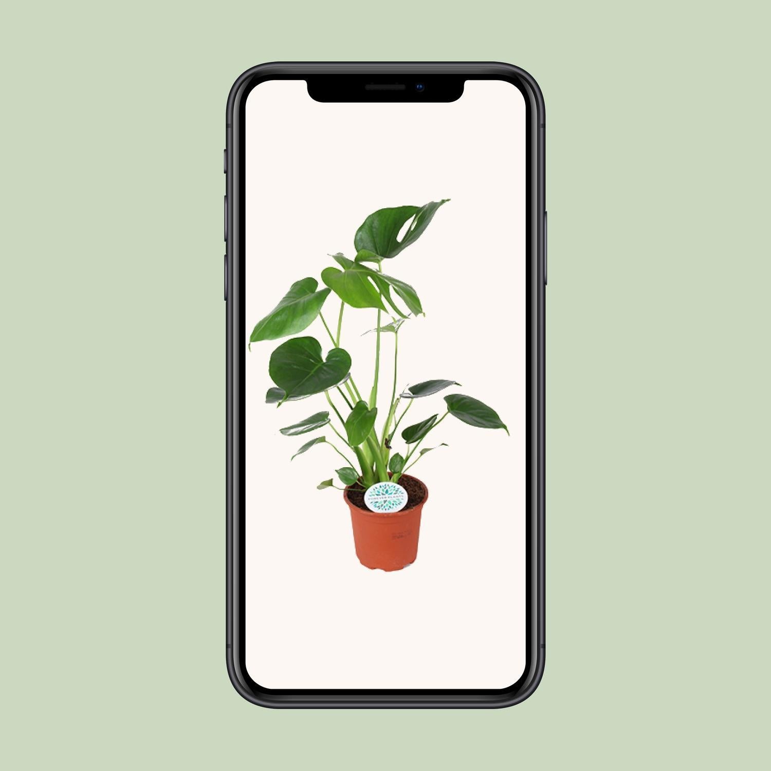 Monstera Deliciosa - Ø14cm - ↕45cm