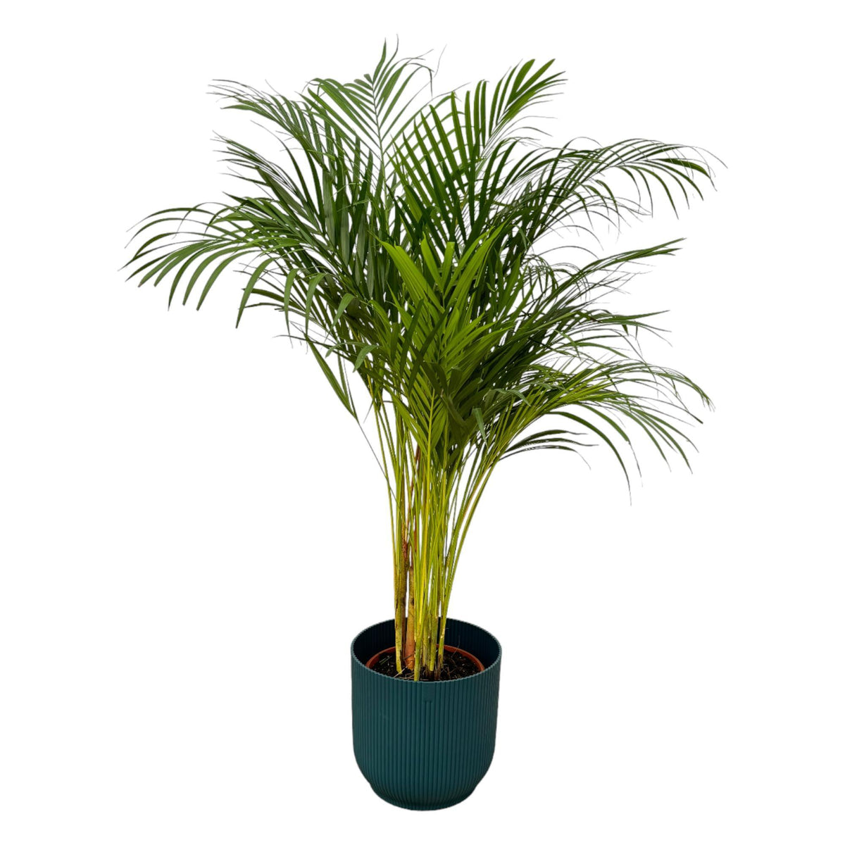 Areca Palme - ↨130cm - Ø24cm inkl. elho Vibes Fold Rund Blau D30xH27