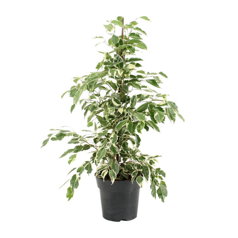 Ficus Benjamina Twilight - Ø17cm - ↕70cm