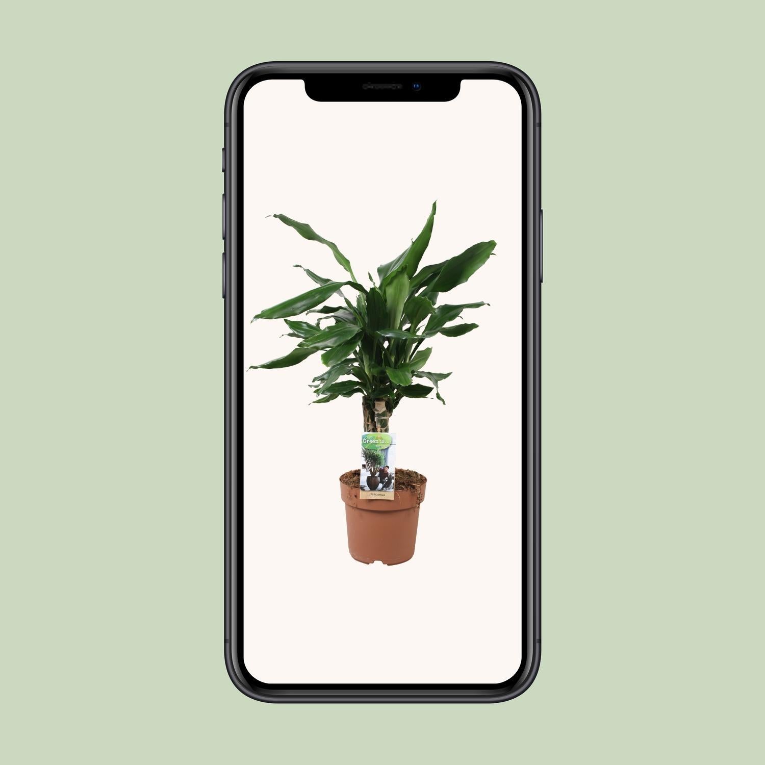 Dracaena Fagrans Steudneri Green - Ø17cm - ↕55cm