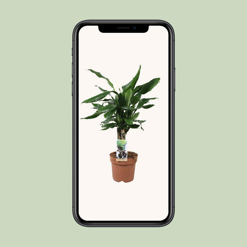 Dracaena Fagrans Steudneri Green - Ø17cm - ↕55cm