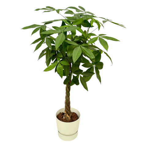 Pachira Aquatica inkl. elho Greenville Rund Weiß - 160cm - Ø30