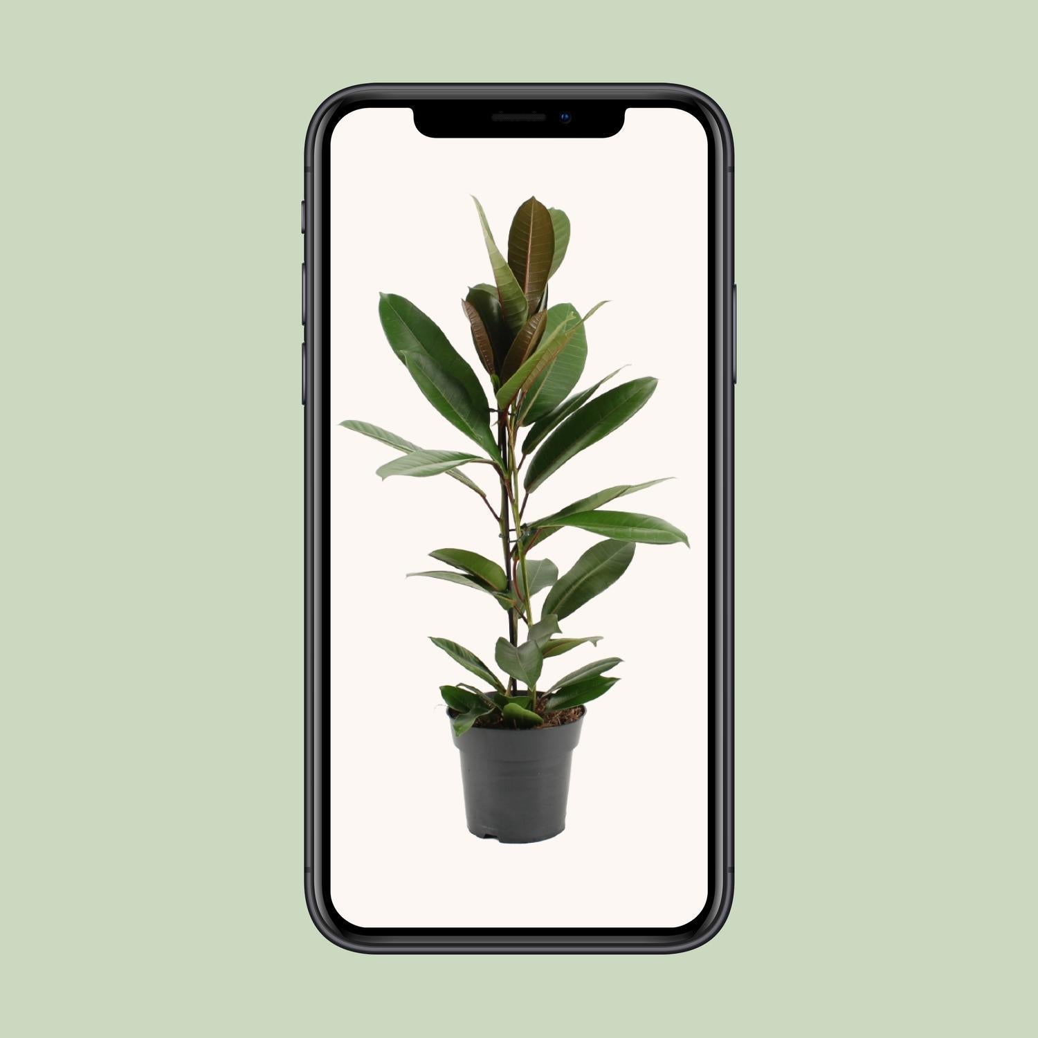 Ficus America Tresor - Ø17cm - ↕75cm