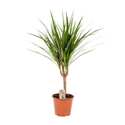 Dracaena Marginata - Ø14cm - ↕60cm