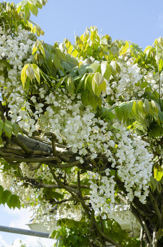 2x - Wisteria floribunda 'Longissima Alba' - ↨65cm - Ø15