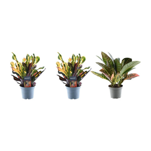 3x Croton Codiaeum Mischung - 30 cm - ø12