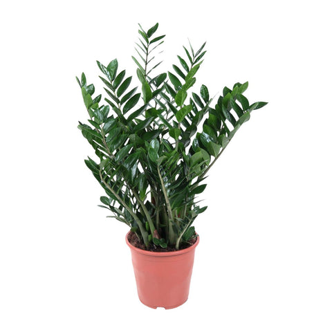 Zamioculcas Zamiifolia - 100 cm - ø27