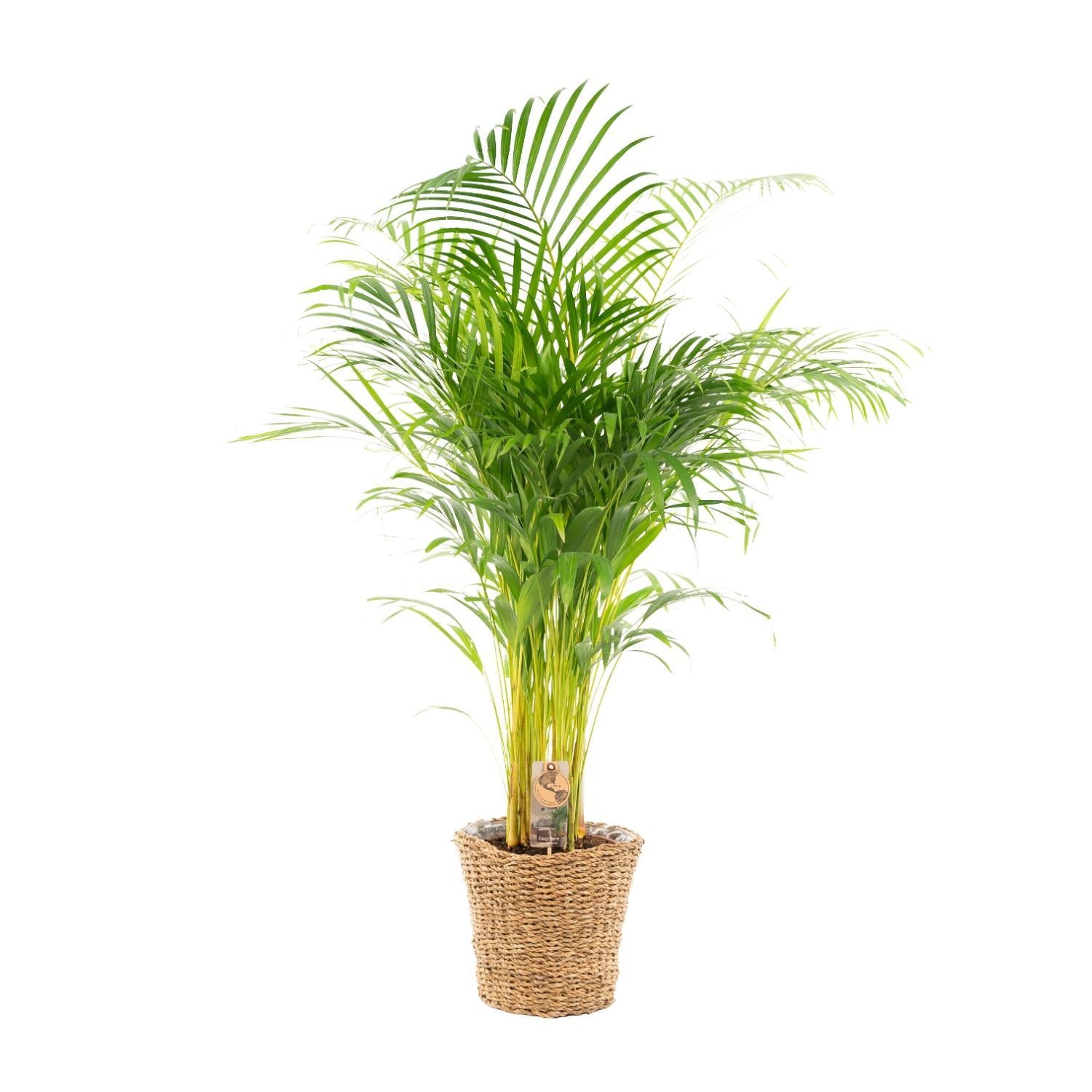 Areca mit Korb - ↨110cm -Ø21cm