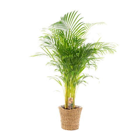 Areca mit Korb - ↨110cm -Ø21cm