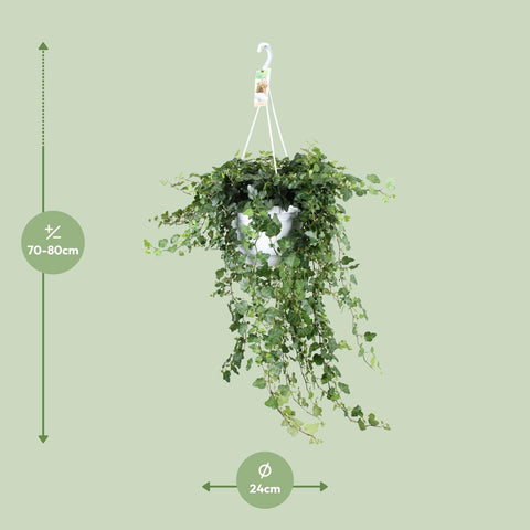 Hedera Helix Wonder - Ø24 - ↨70cm