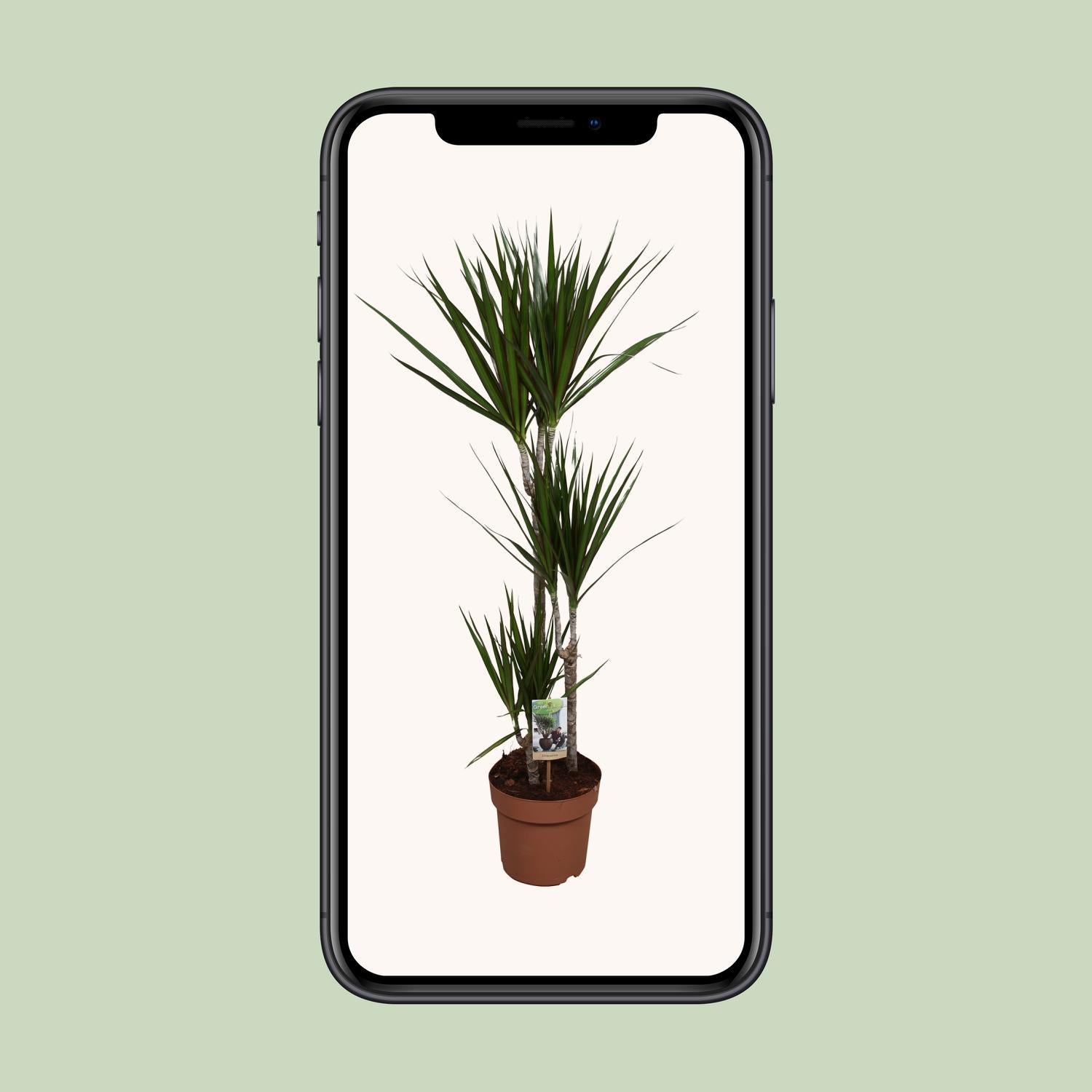 Dracaena Marginata - Ø21 ↕120